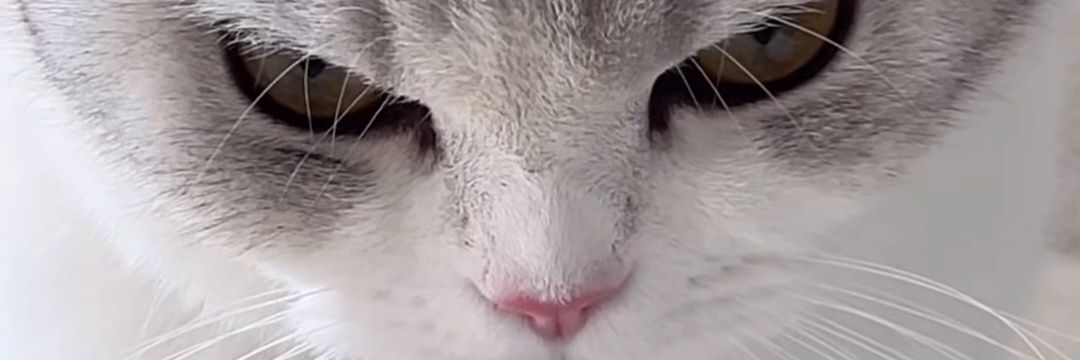 ShioriLovesT's profile banner image