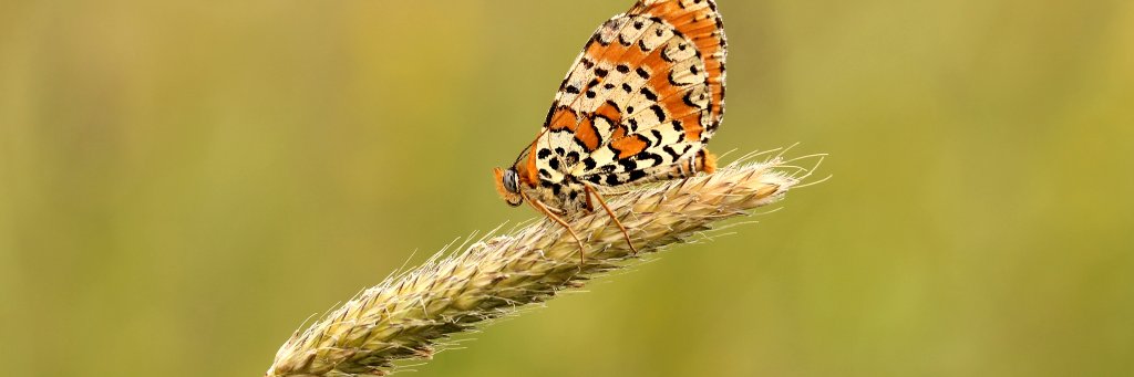 European Business & Biodiversity Campaign 🌱 banner