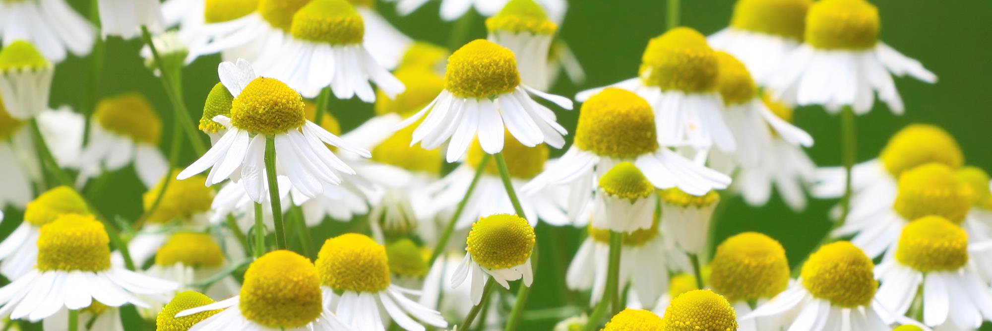 organiclena's profile banner image