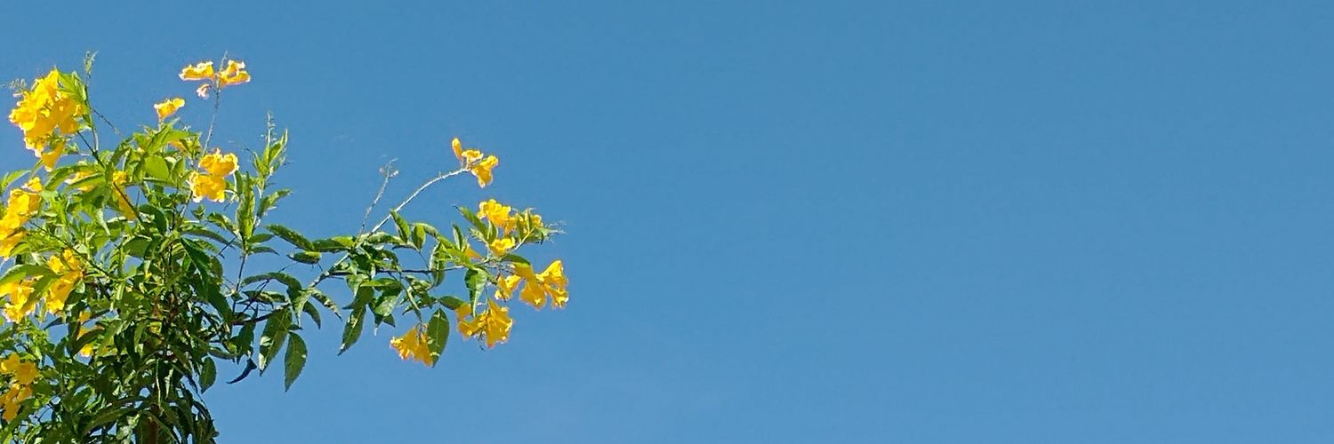 vi chwe 🌼 VAI VER O THE ROSE || V8 banner