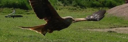 Liz Tomkinson banner