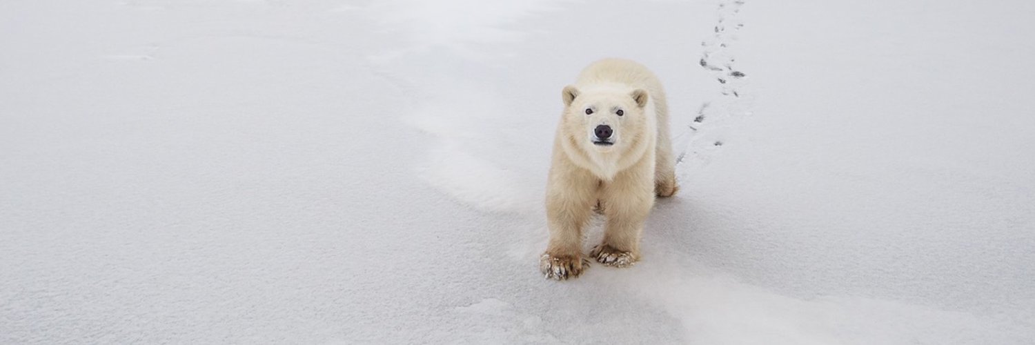 Polar Bears International Profile Banner