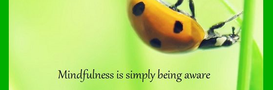 Cynthia Hermosillo banner