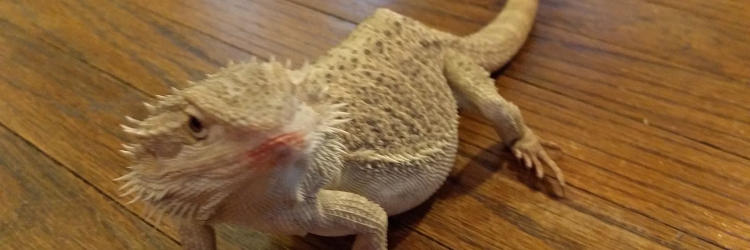 Mallory Gemus banner