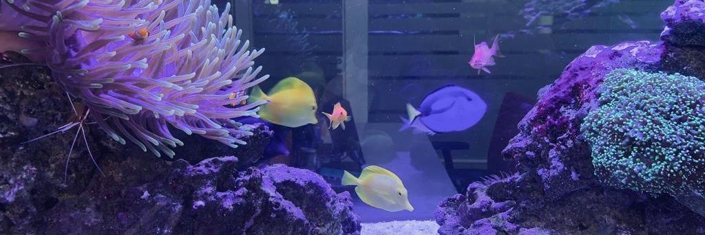 Ignacio Fernández banner