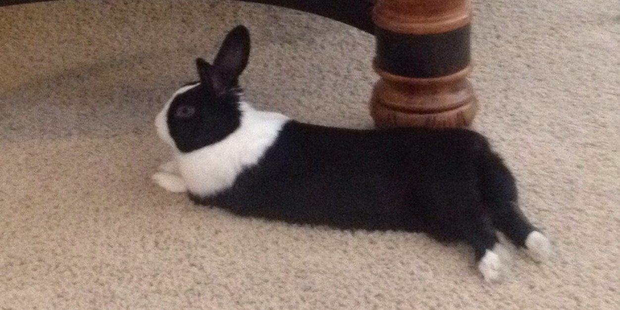 Dutchiethewonderbunn banner