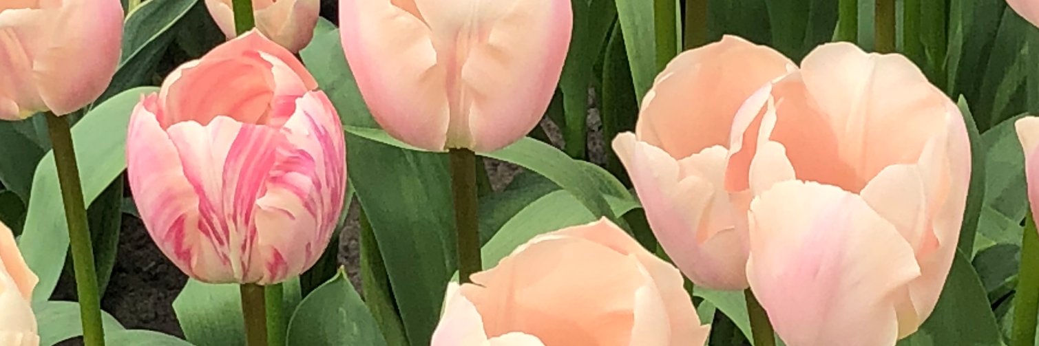 Lkatis's profile banner image