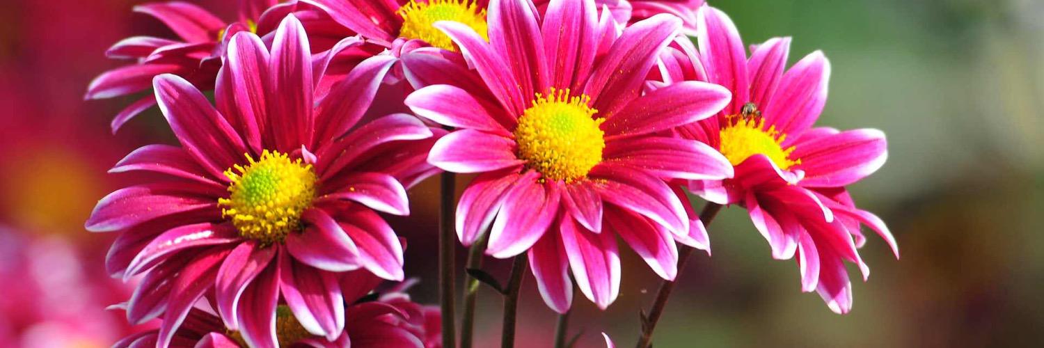 fannyz529's profile banner image