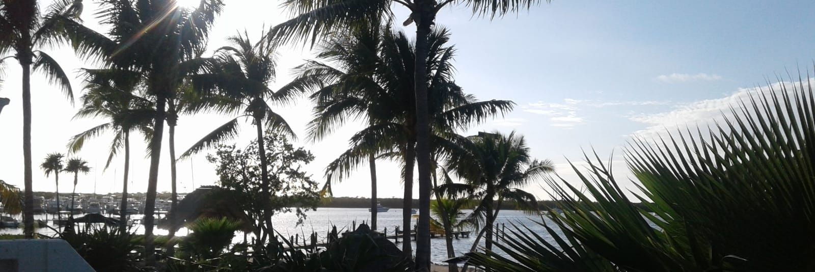 Anthony Sin 🟩🌹 banner