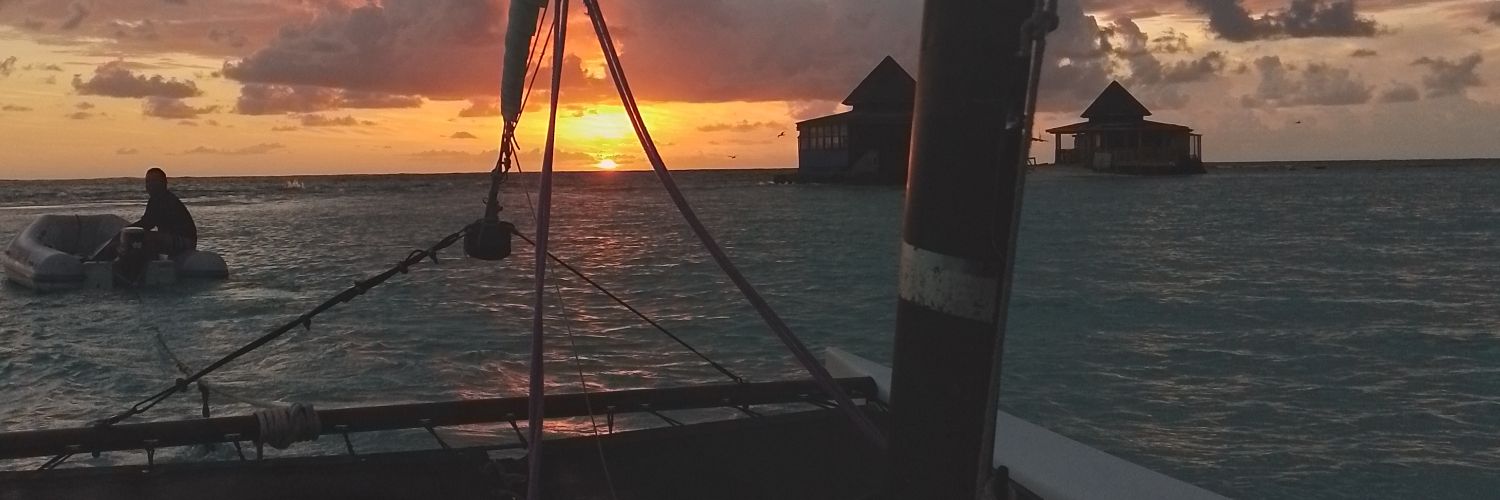 SariMosq's profile banner image