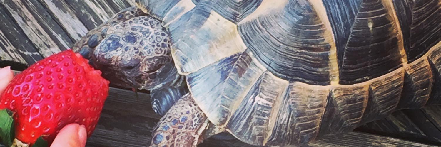 JoeBurden6's profile banner image
