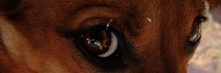 candestuskent's profile banner image