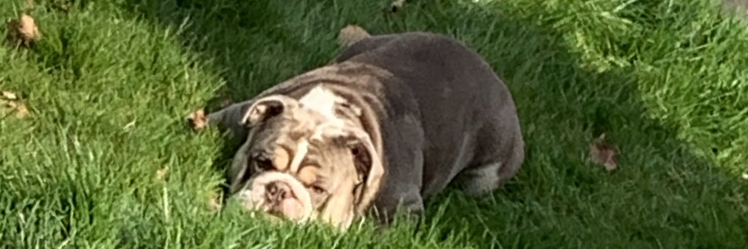 Marshdog1's profile banner image