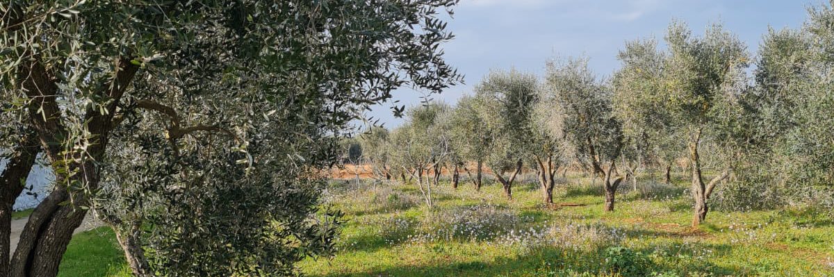 LuciaSpagnulo's profile banner image