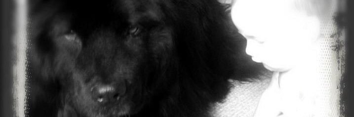 1SaraFox's profile banner image