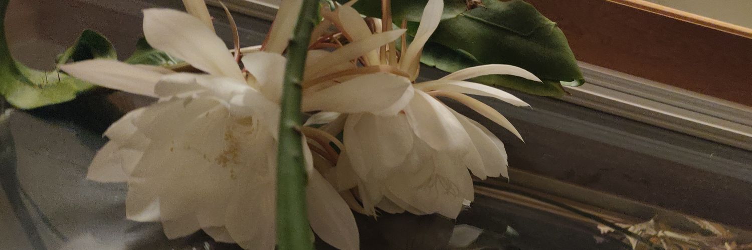 kris_m2's profile banner image