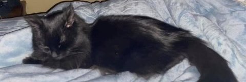 shaviceli's profile banner image