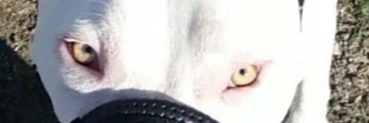 AlbertoLKC's profile banner image
