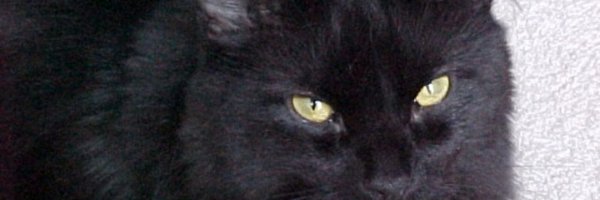 midnightbsd Profile Banner