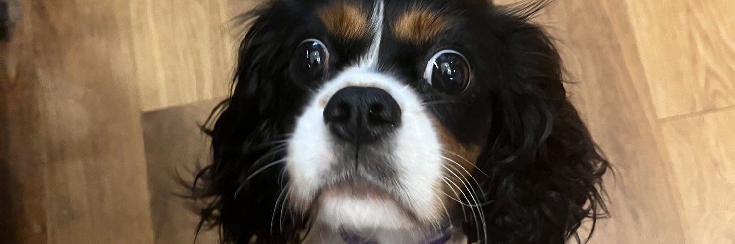 spaniel avenger banner