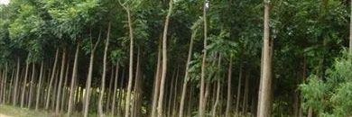 vantuirrod's profile banner image