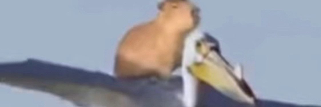 RebecaPorras5's profile banner image