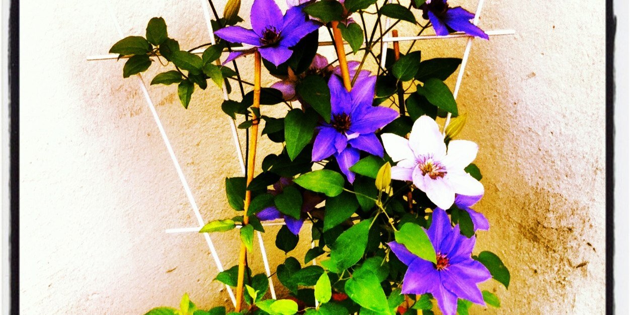 Anana_Goe's profile banner image