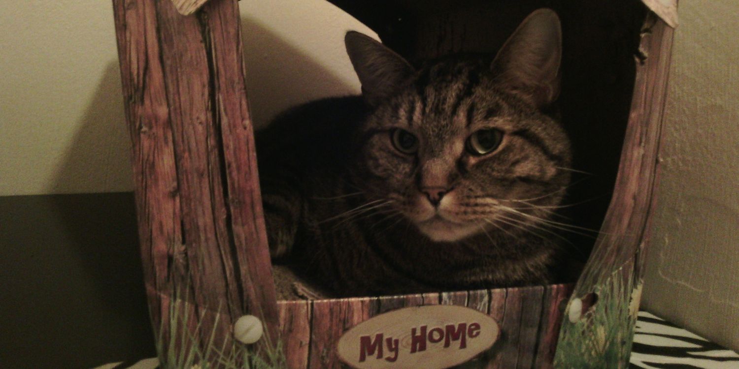 Kater's Welt! banner