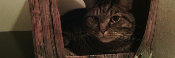 KatersWelt Profile Banner
