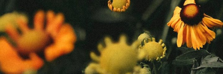 lena______boy's profile banner image