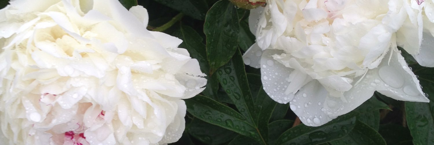 LindegaardHelle's profile banner image