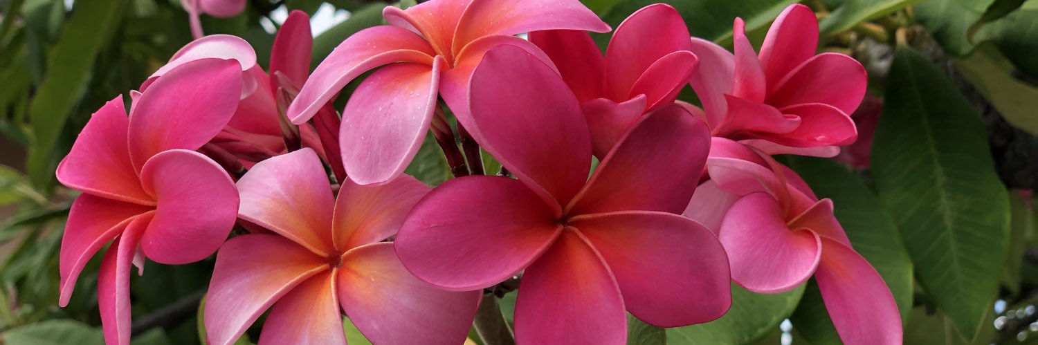 Jade Leilani banner