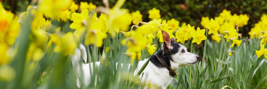 pet_collective's profile banner image