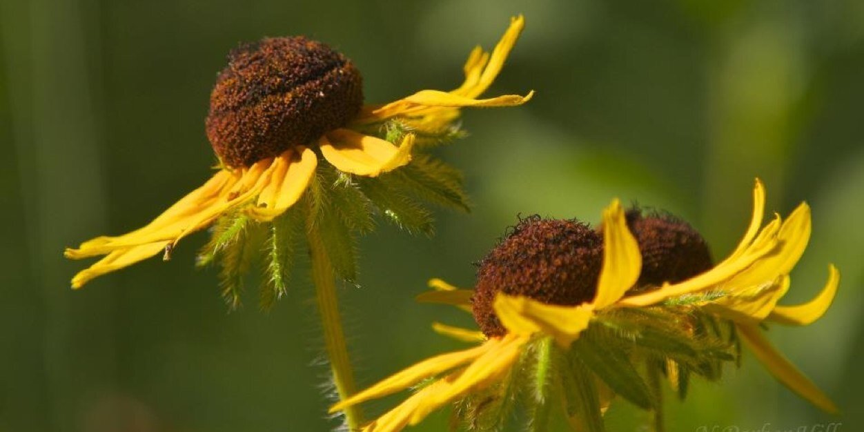 SierraClubNoIL's profile banner image