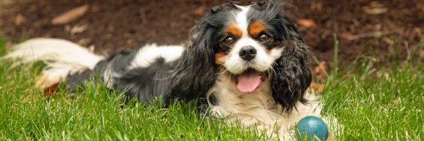 CavalierRescue Profile Banner