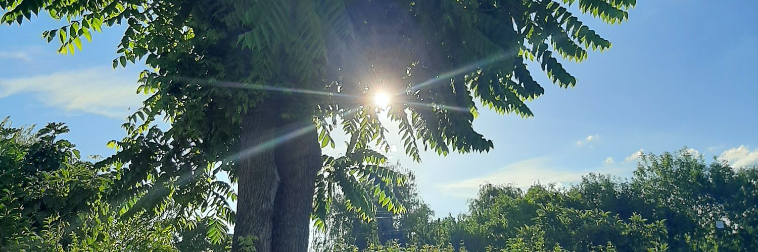 yohasimon's profile banner image