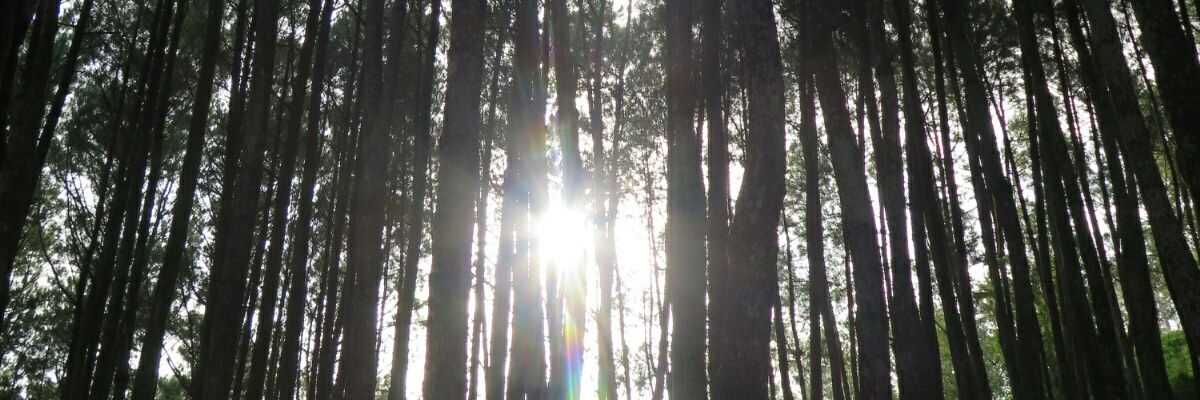 balasaJr's profile banner image