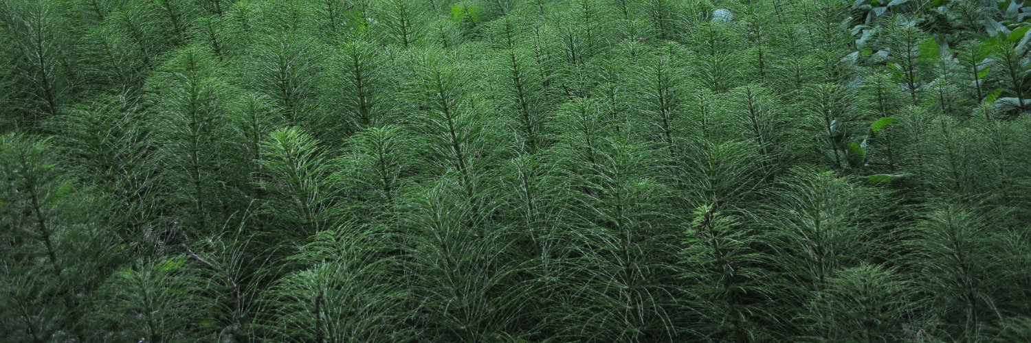 Daphne Ippolito banner