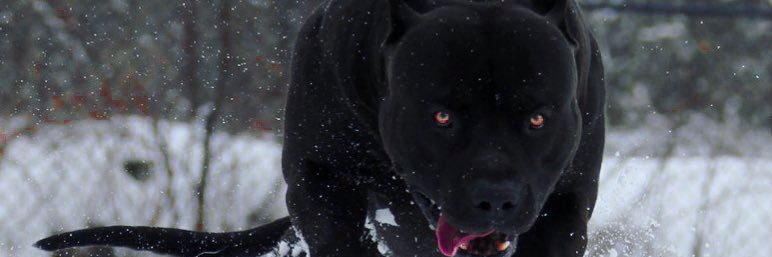 alisonpinto_'s profile banner image