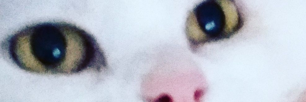 APisiren's profile banner image