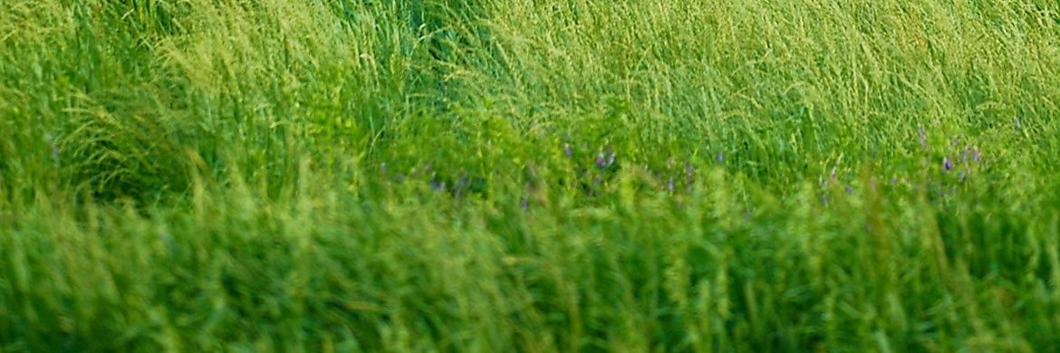 🌻Flower0nTheMoon🌛 banner