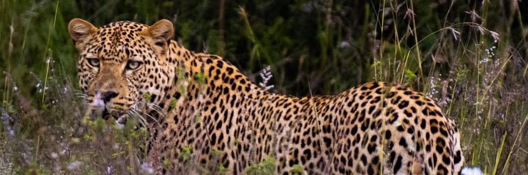 Timosundwa's profile banner image