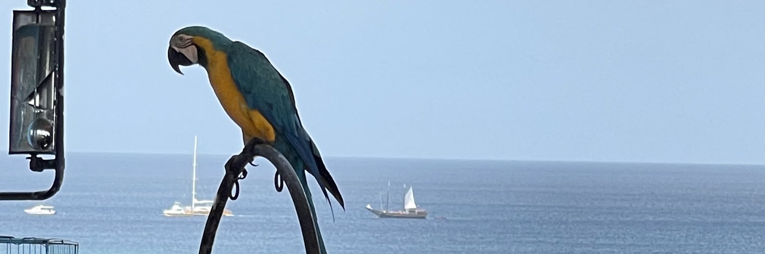 SarahSejj's profile banner image