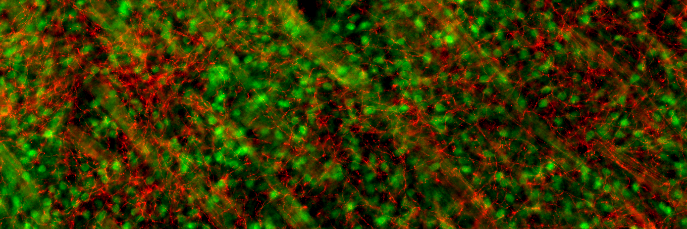 MenaNeuroLab's profile banner image