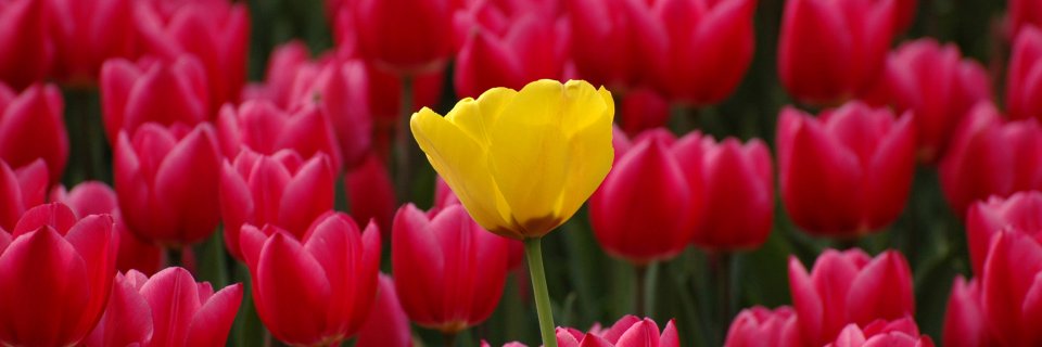 al_farkad_2's profile banner image