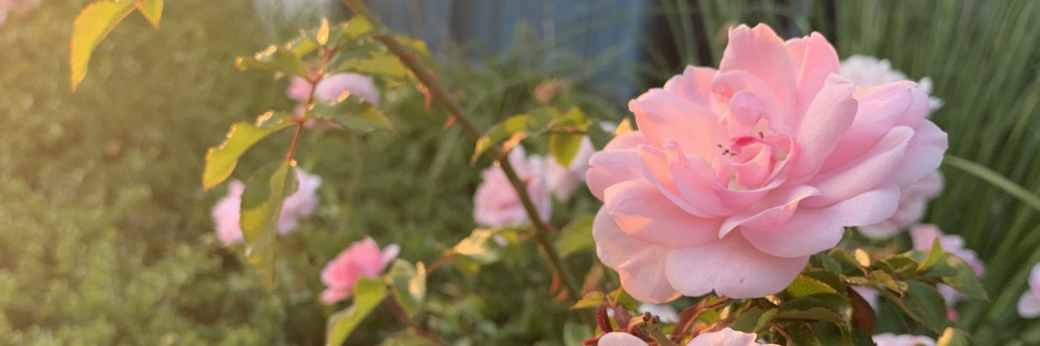 Pirate BADart | Commissions OPEN 3/5 🐀 banner