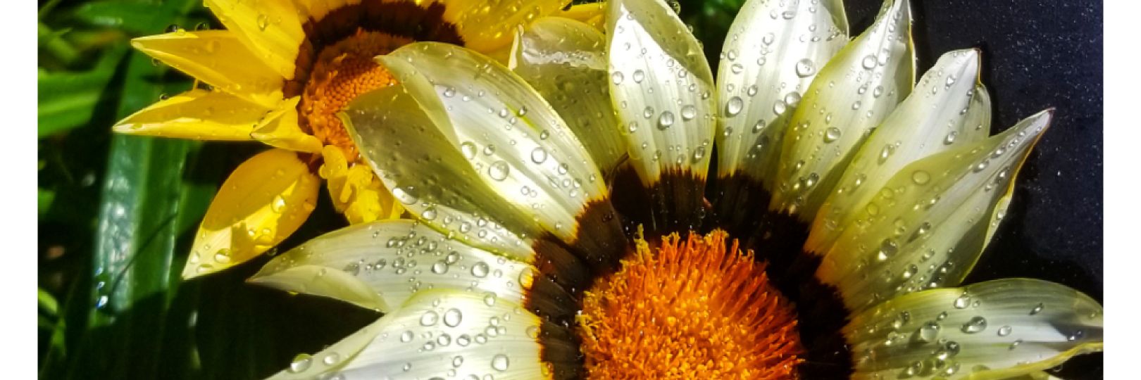 themhmama's profile banner image