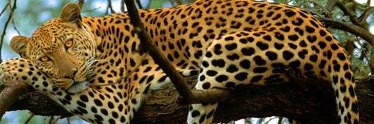 ibramaina's profile banner image