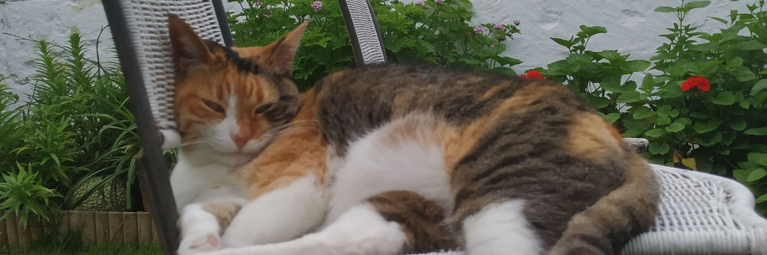 irissintes's profile banner image