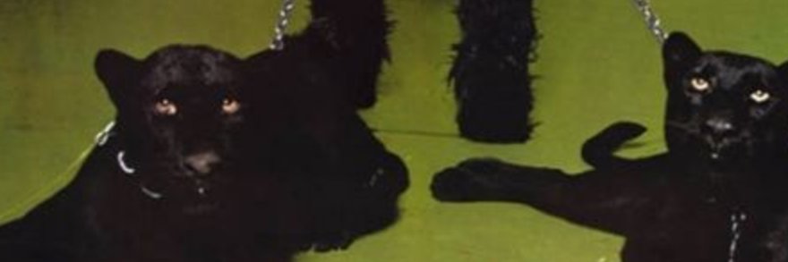 tiiavp's profile banner image